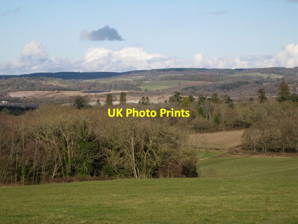 Photo 6"x4" Small woods north of Ashill Mile End\/SX8372 c2010