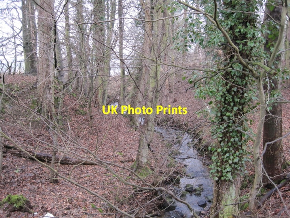 Photo 6"x4" Black Byre Burn in Black Byre Plantation Langley\/NY8261 c2010