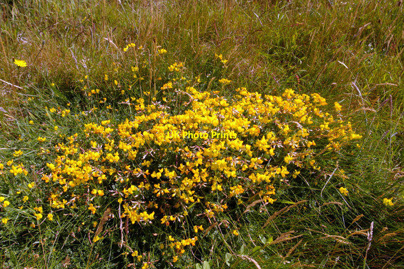 Photo 6"x4" Wild Flowers on Cliff Top near Brook Bay, Isle of Wight Brookgreen c2009