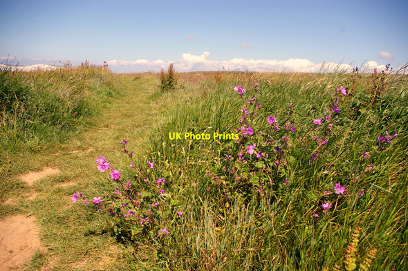 Photo 6"x4" Coastal Path, Brook Bay, Isle of Wight Brookgreen c2009