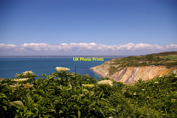 Photo 6"x4" Wild Flowers on Cliff Top near Alum Bay, Isle of Wight Totland c2009