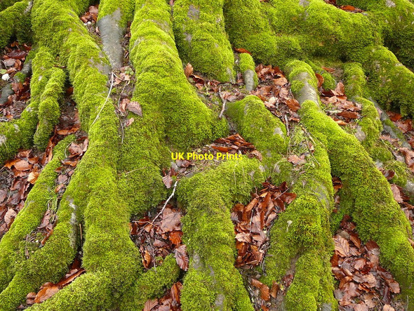 Photo 6"x4" Mossy tree roots by track to the east of Ladle Hill Sydmonton c2010