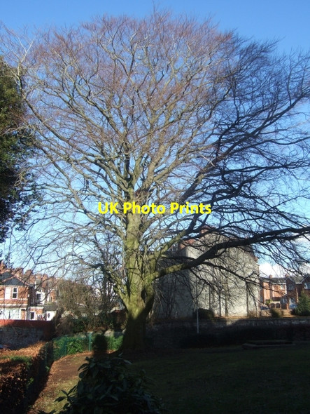 Photo 6"x4" Tree in St Leonard's churchyard Exeter c2010