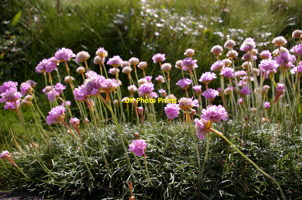 Photo 6"x4" Thrift (Armeria maritima) Totland c2009