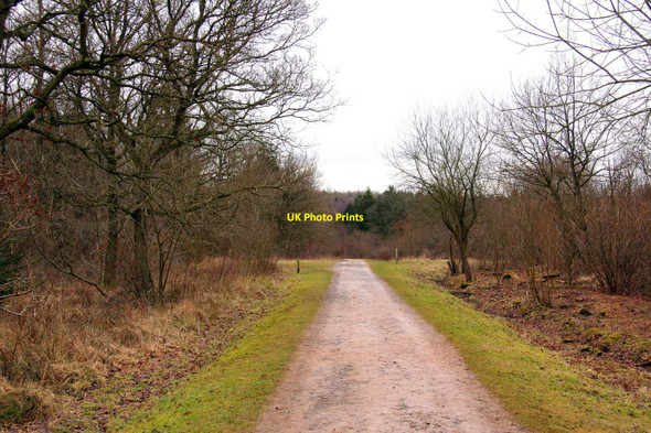 Photo 6"x4" The main track through Bernwood Forest Horton-cum-Studley c2010