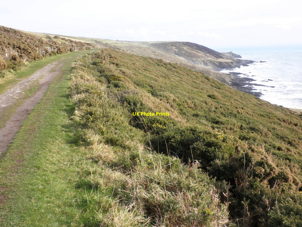Photo 6"x4" Cliffside gorse, on the Warren, near Noss Mayo Wembury c2010