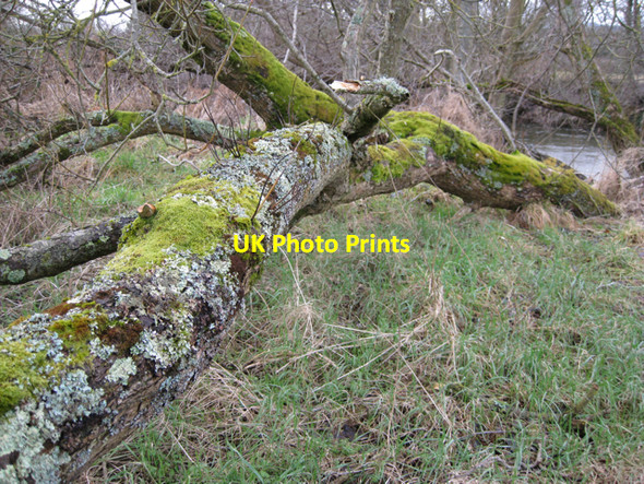 Photo 6"x4" Fallen willow, east bank of the Teign Preston\/SX8574 c2010
