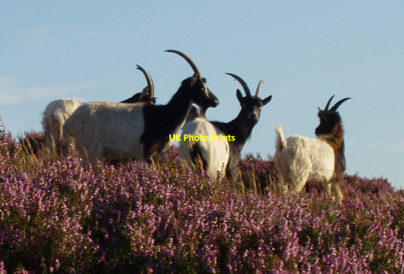 Photo 6"x4" Feral goats Pen-y-bont\/SH6028 c2009