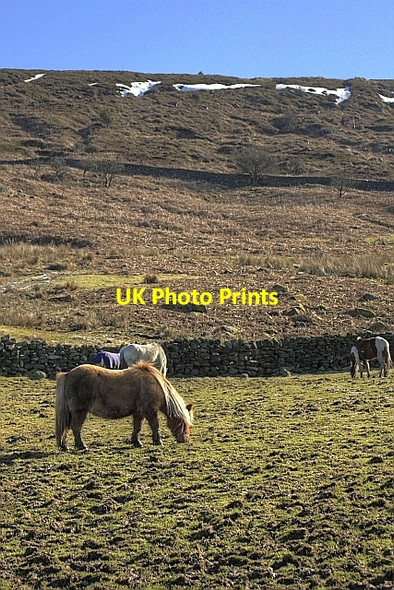 Photo 6"x4" Pasture, Below Danby Rigg Westerdale\/NZ6605 c2010