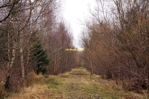 Photo 6"x4" Track in Bernwood Forest Horton-cum-Studley c2010