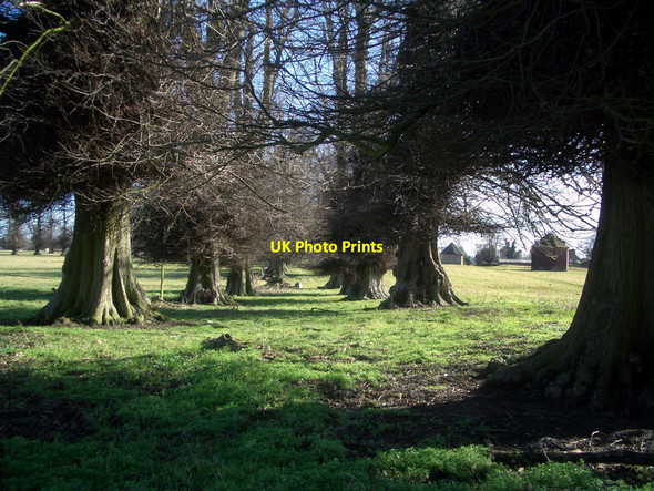 Photo 6"x4" Old Avenue, Ascott Park Brookhampton\/SU6098 c2010