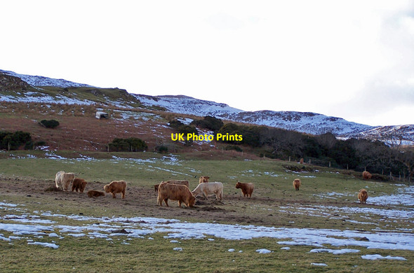Photo 6"x4" Highland cattle at Orbost Greep c2010