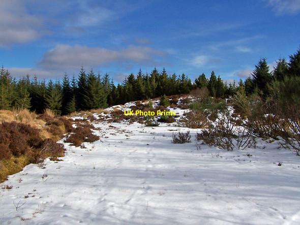 Photo 6"x4" Clearing in the forest Peiness c2010