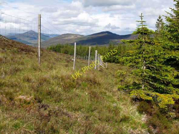 Photo 6"x4" Forest edge Meall na Ce\u00e0rdaich c2009