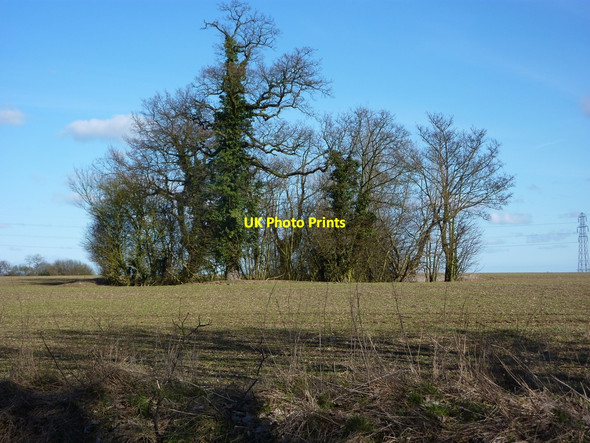 Photo 6"x4" Copse near Bleak Hall Flowton c2010