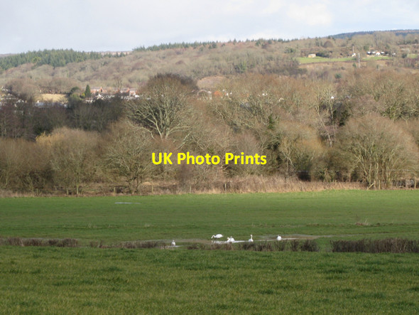 Photo 6"x4" Swans grazing near disused railway Newton Abbot c2010