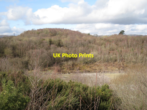Photo 6"x4" Wooded spoilheap west of Broadway claypit Newton Abbot c2010