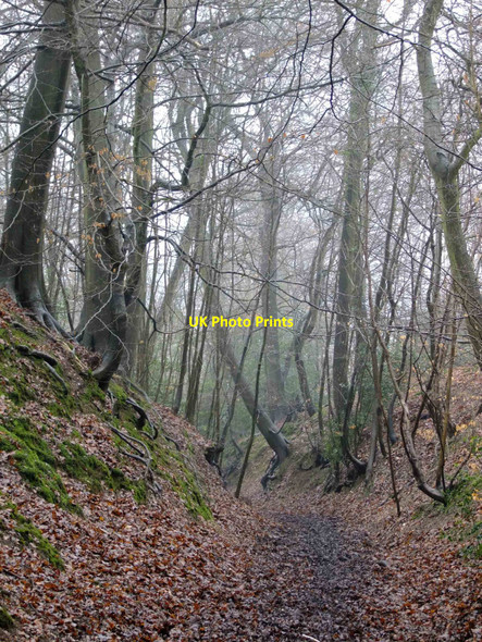 Photo 6"x4" Sunken lane, Quarry Wood Marlow\/SU8586 c2010