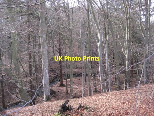 Photo 6"x4" Letah Wood and Burn Lee\/NY9459 c2010