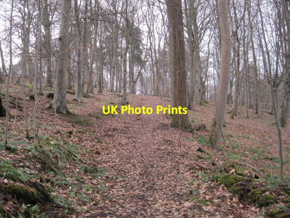 Photo 6"x4" Footpath through Letah Wood Lee\/NY9459 c2010