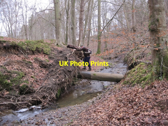 Photo 6"x4" Letah Burn and Fallen Tree Lee\/NY9459 c2010