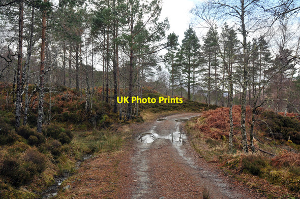 Photo 6"x4" Estate road near Kinlochewe Coulin Lodge c2010