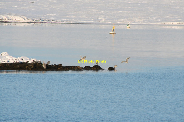 Photo 6"x4" Herons on the point at Sellaness Scatsta c2010