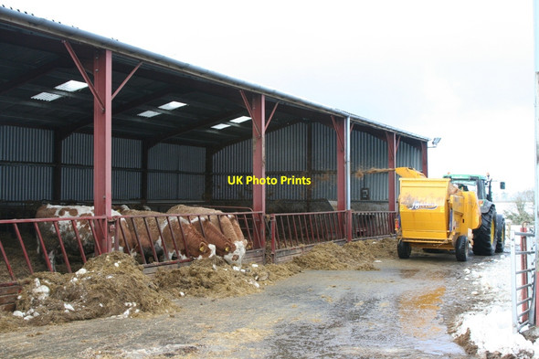 Photo 6"x4" Bedding the Cattle with the Straw blower Clochan c2010