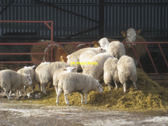 Photo 6"x4" Self service Clochan c2010