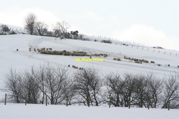 Photo 6"x4" Tarrymount sheep Clochan c2010