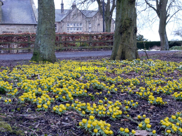 Photo 6"x4" Winter aconites (Eranthis hyemalis), Embleton Hall, Longframlington North End\/NU1301 c2010