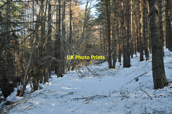 Photo 6"x4" Fallen trees on the forest track Glaichbea c2010