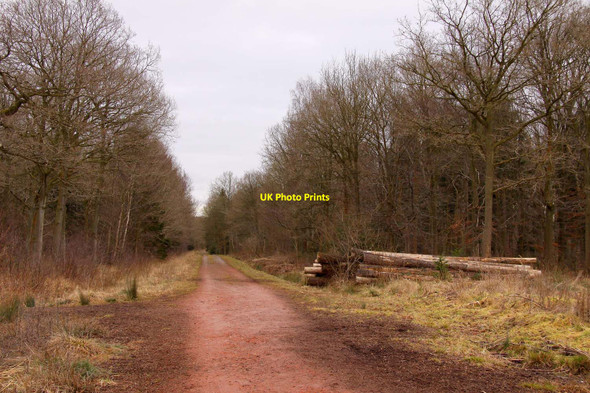 Photo 6"x4" The main track through Shabbington Wood Oakley\/SP6312 c2010
