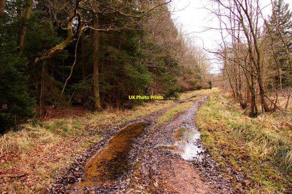 Photo 6"x4" Waterlogged track in Shabbington Wood Oakley\/SP6312 c2010