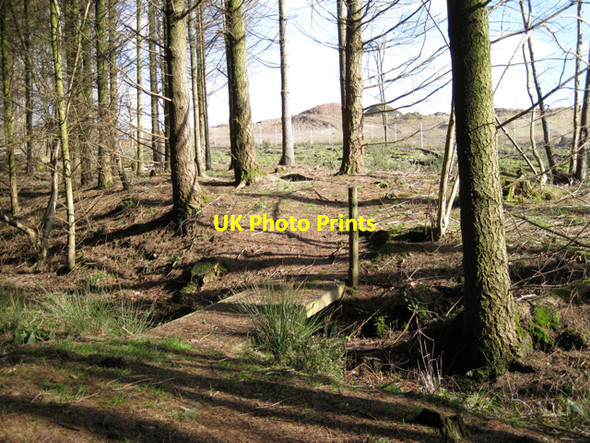 Photo 6"x4" Plantation by Gappah Brake Chudleigh Knighton c2010