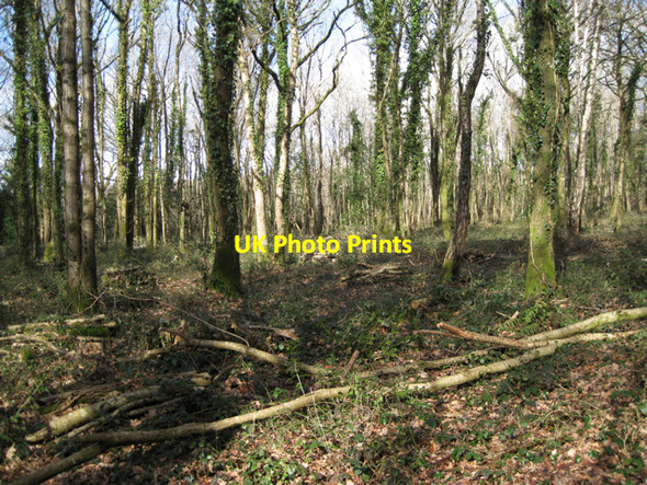 Photo 6"x4" Woodland management, Gappah Brake Chudleigh Knighton c2010