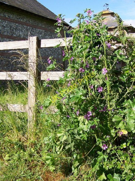 Photo 6"x4" Common Mallow (Malva sylvestris), Bishopstone Bishopstone\/SU0725 c2009