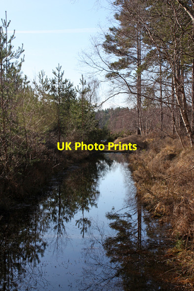 Photo 6"x4" Flooded track in Culbin Forest Cloddymoss c2010