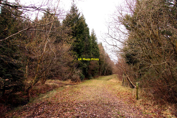 Photo 6"x4" Forest ride in Bernwood Forest Horton-cum-Studley c2010