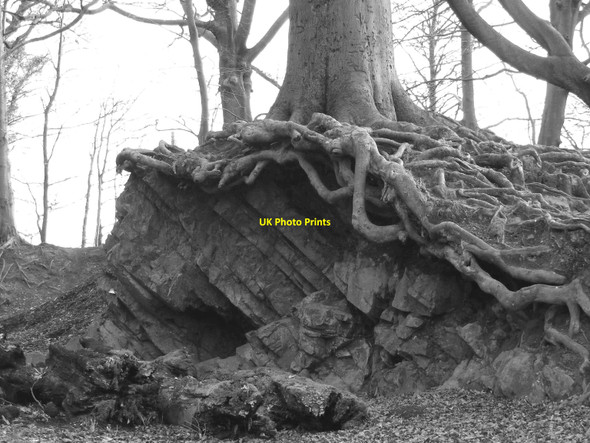 Photo 6"x4" Rock and roots, Gnoll Park, Neath Neath\/Castell-Nedd c2010