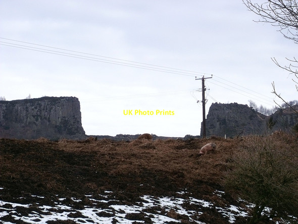 Photo 6"x4" Pigs in the bracken Cambusbarron c2010
