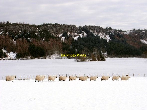 Photo 6"x4" An Orderly Flock Cambusbarron c2010