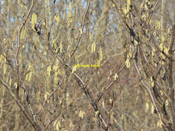 Photo 6"x4" Hazel catkins Bradmore\/SK5831 c2010