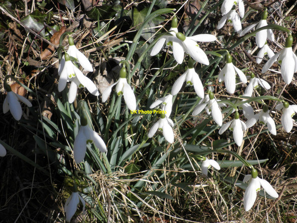 Photo 6"x4" Snowdrops, on the verge, near Great Hole Farm Eastington\/SS7409 c2010