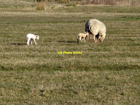 Photo 6"x4" New Born Lambs, Hooe Level Norman's Bay c2010
