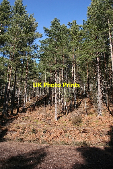 Photo 6"x4" Scots Pines Newton\/NJ1663 c2010