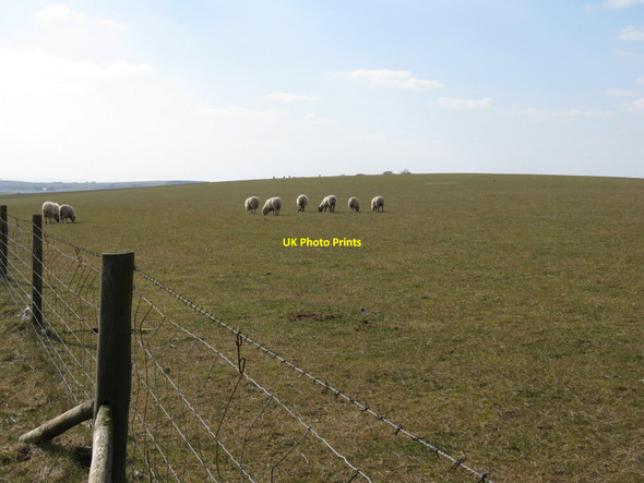 Photo 6"x4" Sheep on Holt Hill Pyecombe c2010