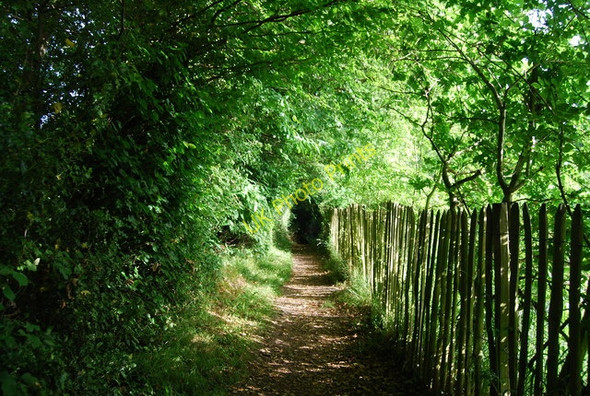 Photo 6"x4" The High Weald Landscape Trail near Petteridge Petteridge c2009