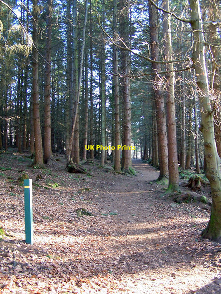 Photo 6"x4" Path in Culloden Forest Smithton c2010