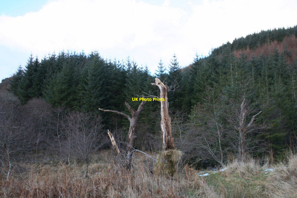 Photo 6"x4" Melfort Treeline Kilmelford c2010